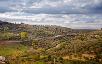 Imagen de olivos tomada desde punto elevado en Albaladejo