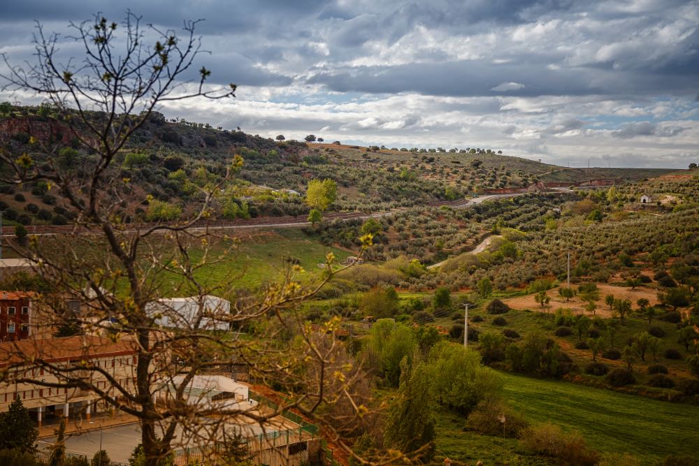 Imagen de olivos tomada desde punto elevado en Albaladejo