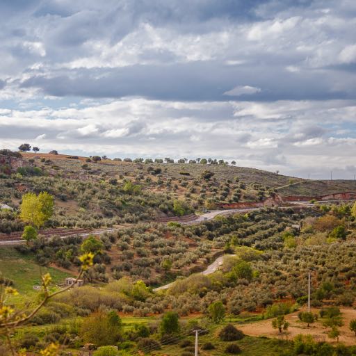 Imagen de olivos tomada desde punto elevado en Albaladejo